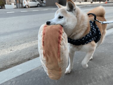 「これじゃなきゃダメ」“大きな食パン”をくわえて散歩する柴犬がかわいい…もっと驚きのモノもあった