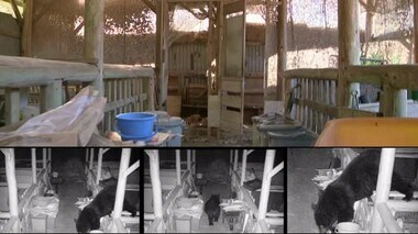 静岡県でクマの目撃情報が3倍に急増 そのワケは“木の病気”か