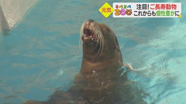 おばあちゃんアシカの長寿の秘訣は食べること!