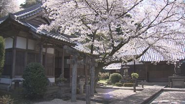 しっとりとした佇まいに映える桜…秋月藩の初代藩主ゆかりの本證寺を彩る【福岡発】