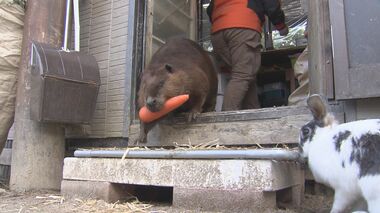 エサがなくなる…動物園に謎の“侵入者” カメラが捉えた意外な犯人は?口で器用にカギ…