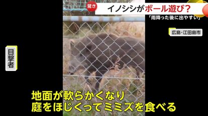 フェンス越しに右往左往するイノシシ（視聴者撮影）