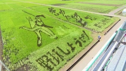 大谷翔平が田んぼに降臨　4色の稲で描いた「投球＆バッティング」　鹿児島で15年目の絶景