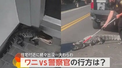 【ワニVS警察官】テキサス州各地で通報相次ぐ　威嚇するワニに捕獲担当4人は及び腰に！？別の現場では独りで素手で捕獲した警察官も　アメリカ