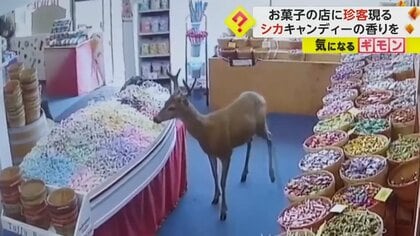 「ちょっと見て！」クマがジェットバスで水浴び　お菓子の店にシカ来店　驚きの場所に現れた珍客たち　米