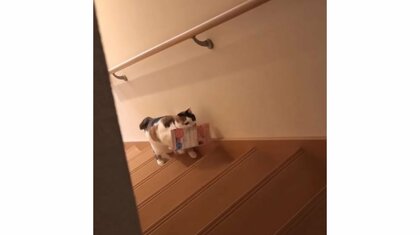 「カタッ」の音に反応? 郵便受けから2階まで“郵便物を配達”する猫が賢すぎる…いつものことなのか飼い主に聞いた