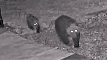 「早く冬眠してもらいたい」相次ぐクマ出没―空き家の車庫の陰から“3頭の親子グマ” 5日間で3度目「クリを食べに来ていると思う」付近には器用にむさぼられた残骸が＜北海道＞