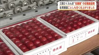 「三関さくらんぼ」首都圏向けの出荷始まる　真っ赤に色づき甘さ十分！佐藤錦の収穫最盛期　秋田・湯沢市
