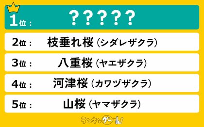 好きな「桜の種類」ランキングを調査!1位は日本の代表的な桜に決定!