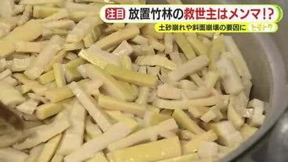 ”竹害”の救世主はメンマ!?　コンセプトは「おいしく食べて竹林整備」　土砂崩れや斜面崩壊の要因にもなり得る放置竹林