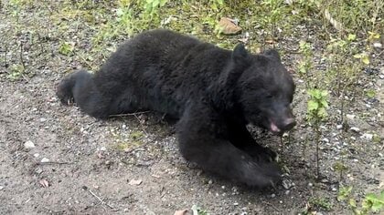絶滅したはずなのに…伊豆半島にクマ現る！　約100年ぶりのクマ発見から2年　河津町で罠にかかる【静岡発】