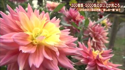 ロマンチックな名前のダリアが見ごろ　「夕日の子」「恋の予感」あなた好みはどれ？　福島・塙町