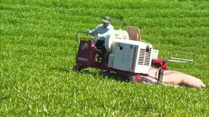 みずみずしい若葉で生育も順調…映画のロケ地にもなった「天空の茶畑」で新茶の収穫始まる【岡山・美作市】