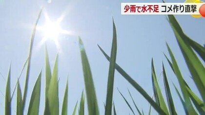 コメ生産に水が必要なのに…使用量を半分に制限　「近年にない」ダム貯水量低下で農業関係者ら苦渋の決断　【福井】