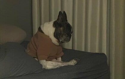 「反省の度合いがヤバイ」叱られて暗闇で落ち込む犬の姿が人間っぽい…どれくらいこの体勢だったのか飼い主に聞いた