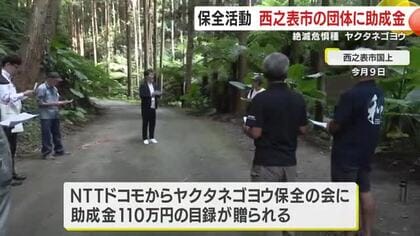 絶滅危惧種の植物「ヤクタネゴヨウ」保全活動　西之表市の団体に助成金　鹿児島・種子島