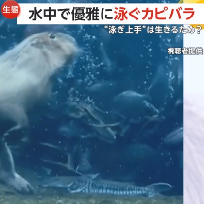 カピバラが水中で優雅に泳ぎ華麗にターン！？実は5分間潜水も可能な水泳能力…天敵から身を守るため　栃木・大田原市「なかがわ水遊園」