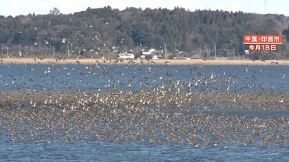 【なぜ？】絶滅危惧種のトモエガモが千葉・印旛沼に大量飛来！ 12月中旬には5万羽以上にも！？  竜巻のような巨大な渦を形成