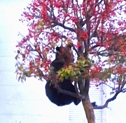 【ヒグマ速報】ヒメリンゴ食べるクマ目撃相次ぎ…町が国道沿いの街路樹を伐採「人のエリアに入ってきて異常」小中学校では保護者の送迎を要請～駆除も進める方針〈北海道上ノ国町〉
