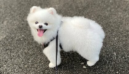 ポメラニアン白チビちゃんは携帯にストラップ❣️ 案じる