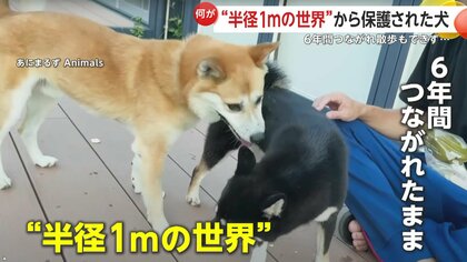 半径1メートルの世界”で1人ぼっち…散歩もできず6年間縄につながれた犬