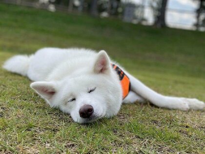 走ってくれ」ドッグランで爆睡する秋田犬の“大物っぷり”がすごい…友達