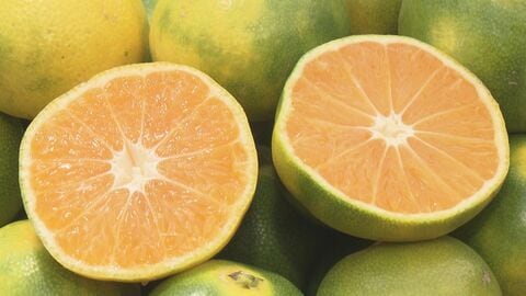 甘みと酸味のバランスが絶妙…“極早生みかん”が食べ放題の観光農園 秋のみかん狩りに多い日で1日2千人