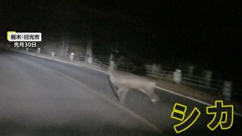 「うわー！」日光でシカに遭遇　死角から現れ突然目の前に…目撃者は「心臓バクバク」