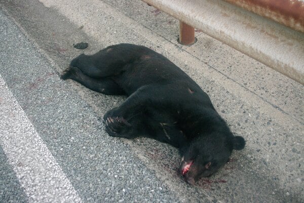 クマと乗用車が衝突 中国道が約11時間通行止めに 車は大破 一夜明け死んだクマを運び出し規制を解除 山口