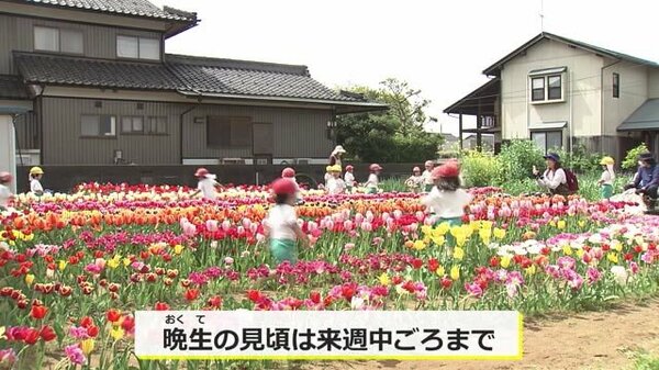 住宅街にチューリップ5000本 77歳の森さんが1人で栽培「見た人の