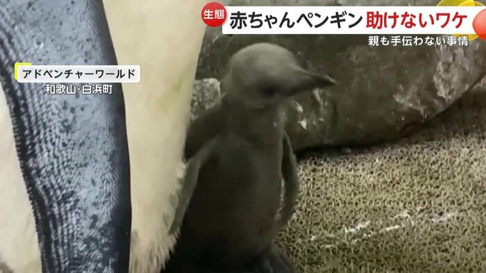頭を触ろうと苦戦する赤ちゃんペンギン(提供:アドベンチャーワールド)