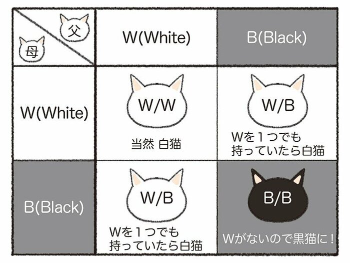 白猫の両親から黒猫も!(イラスト:杉崎アチャ)