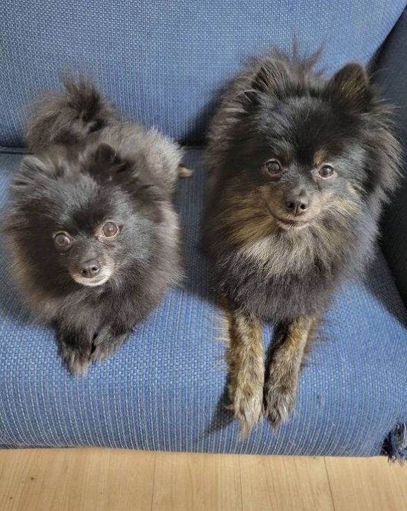 先住犬の2匹。左が「くまこ」ちゃんで右が「くろみ」ちゃん