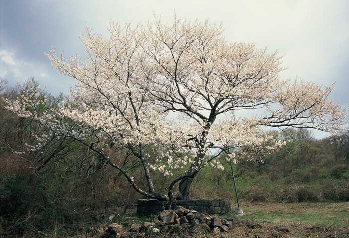 韓国の王桜 提供:済州市役所