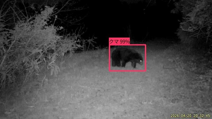 AIカメラが捉えたクマ　20日午後8時半頃（砺波市提供）