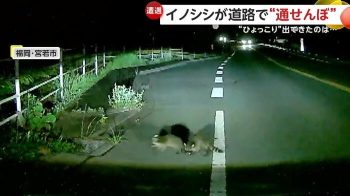 車の前で移動するアライグマ(視聴者提供)