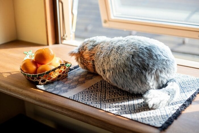 寝ている猫に見えるクッション「ミャウエバー」
