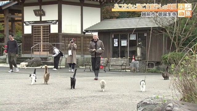 どこからともなく一斉に集まって来たネコたち
