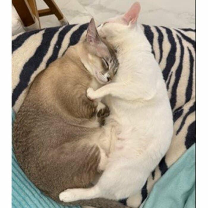 ルーク（左）とレイア（右）