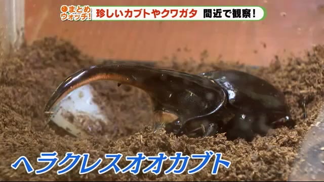 迫力満点! 恒例の人気イベント・世界のカブト・クワガタ展 静岡・磐田市