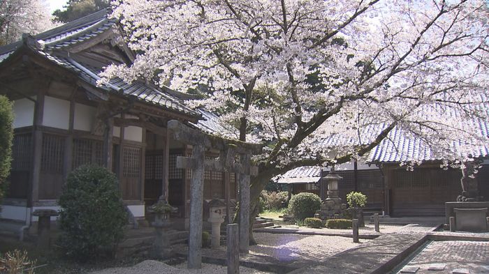 しっとりとした佇まいに映える桜…秋月藩の初代藩主ゆかりの本證寺を彩る【福岡発】