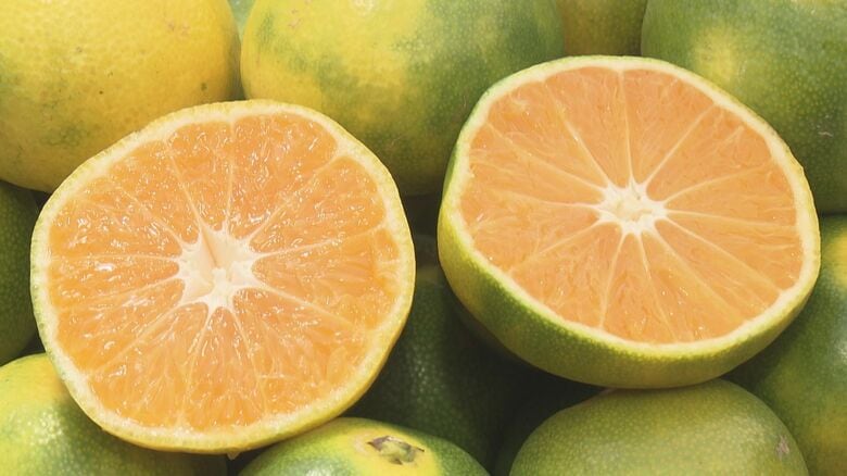 甘みと酸味のバランスが絶妙…“極早生みかん”が食べ放題の観光農園 秋のみかん狩りに多い日で1日2千人|FNNプライムオンライン