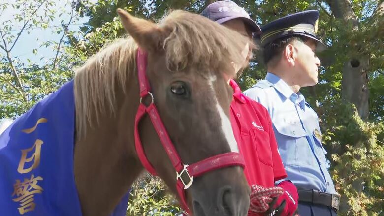 ポニー「すみれ」一日警察署長「ウマい話に気を付けて」　長野県小諸市の懐古園で行楽客に防犯を呼びかけ｜FNNプライムオンライン