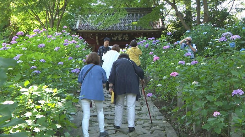 境内に約30品種 1万株…「あじさい寺」として親しまれている寺で色とりどりの花が見頃 例年より1週間ほど開花遅く｜FNNプライムオンライン