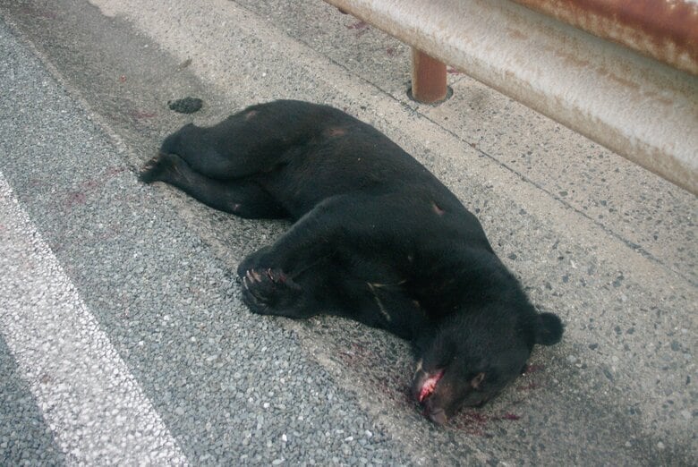 クマと乗用車が衝突　中国道が約11時間通行止めに　車は大破　一夜明け死んだクマを運び出し規制を解除　山口｜FNNプライムオンライン