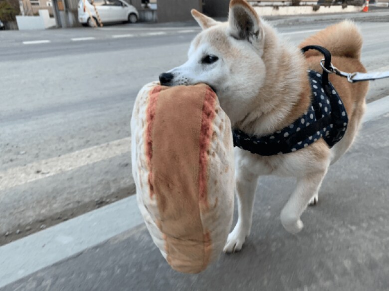 「これじゃなきゃダメ」“大きな食パン”をくわえて散歩する柴犬がかわいい…もっと驚きのモノもあった｜FNNプライムオンライン