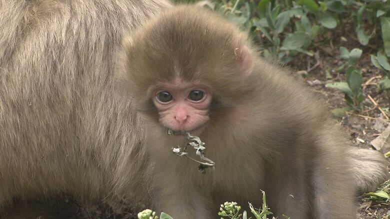 20匹ほどの赤ちゃんザルが誕生　地獄谷野猿公苑でベビーラッシュ　冬は雪景色の中、温泉につかる「スノーモンキー」が有名　春から夏にかけては「出産の季節」　長野・山ノ内町｜FNNプライムオンライン