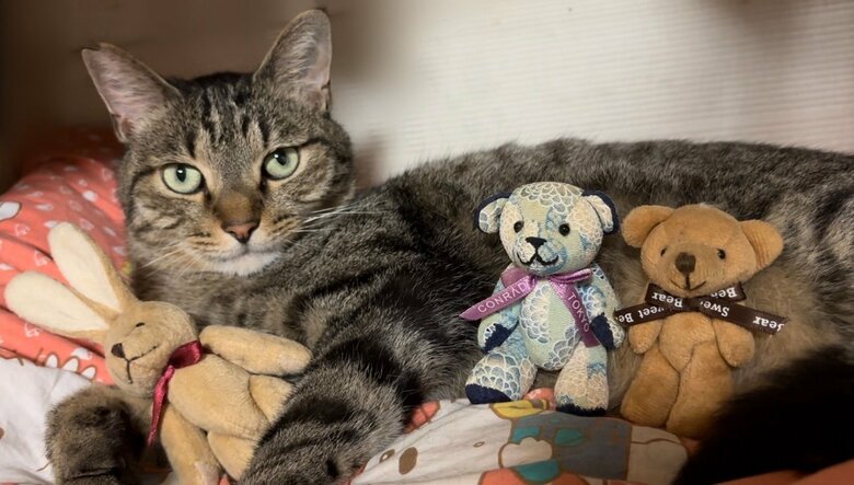 「こんなことになってました笑」祖父母の部屋をのぞくとぬいぐるみを抱く愛猫の姿…満足そうな顔が可愛い｜FNNプライムオンライン
