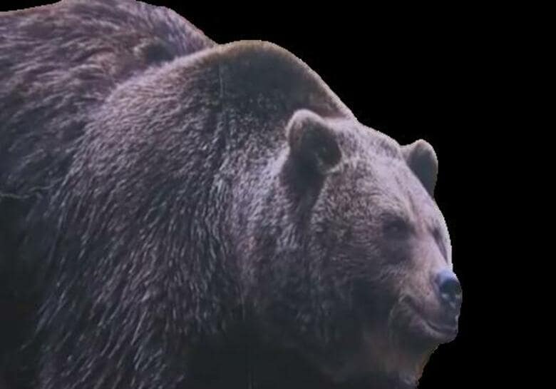 【北海道ヒグマ列伝】“推定400キロ”の巨大なクマが苫前町に出没―語り継がれる伝説の巨大熊とハンターたちの歴史|FNNプライムオンライン