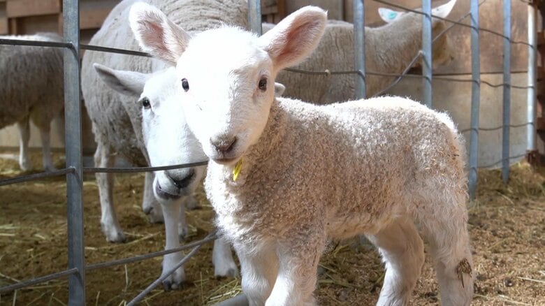 この時期“春の5Ｋ”に要注意…赤ちゃん羊も子牛も「かわいい気温差対策中」